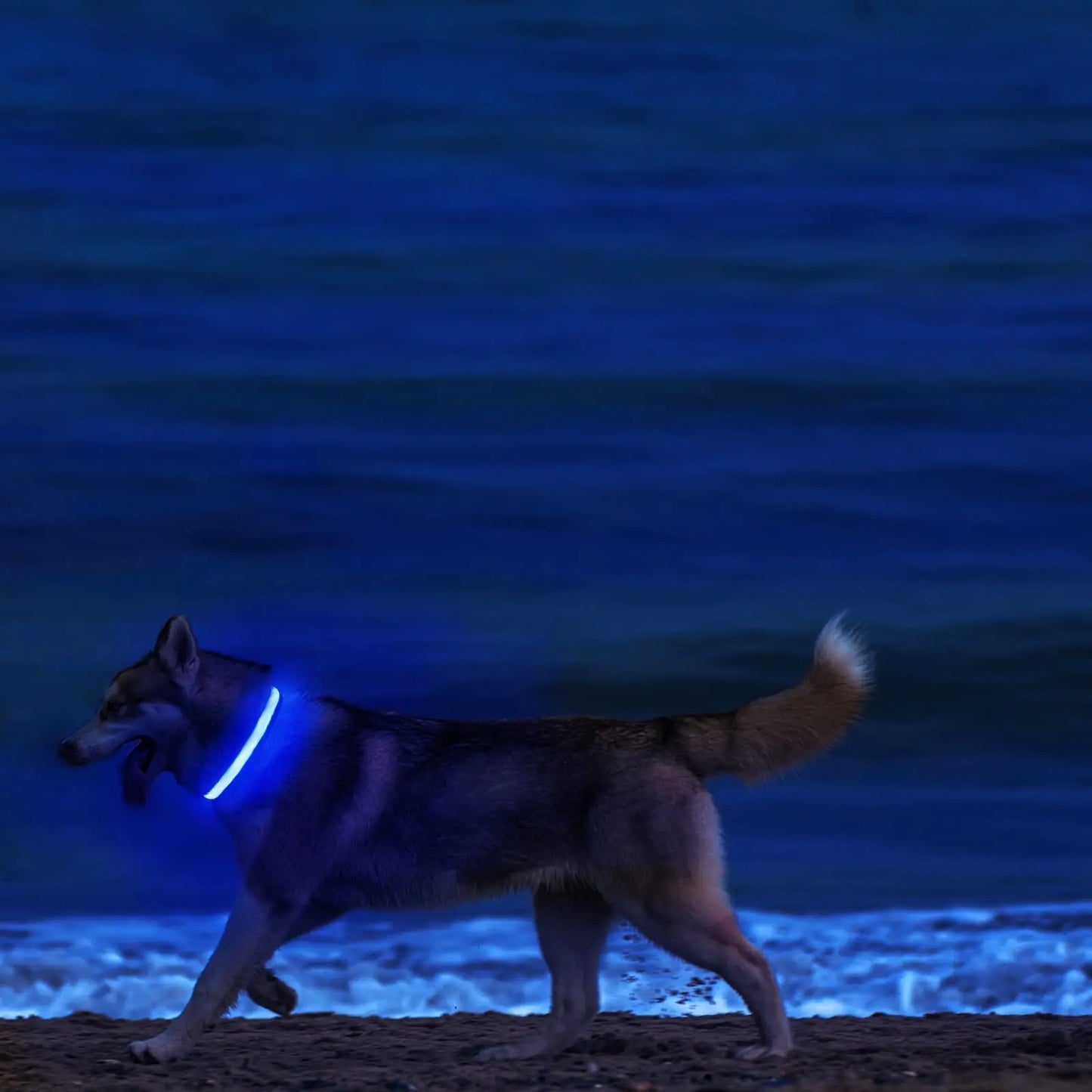 TOUA Choice LED Hundehalsband XS/M – USB Wiederaufladbar, Einstellbar, Mit Sicherheits- und Leuchtfunktion für Nachtspaziergänge