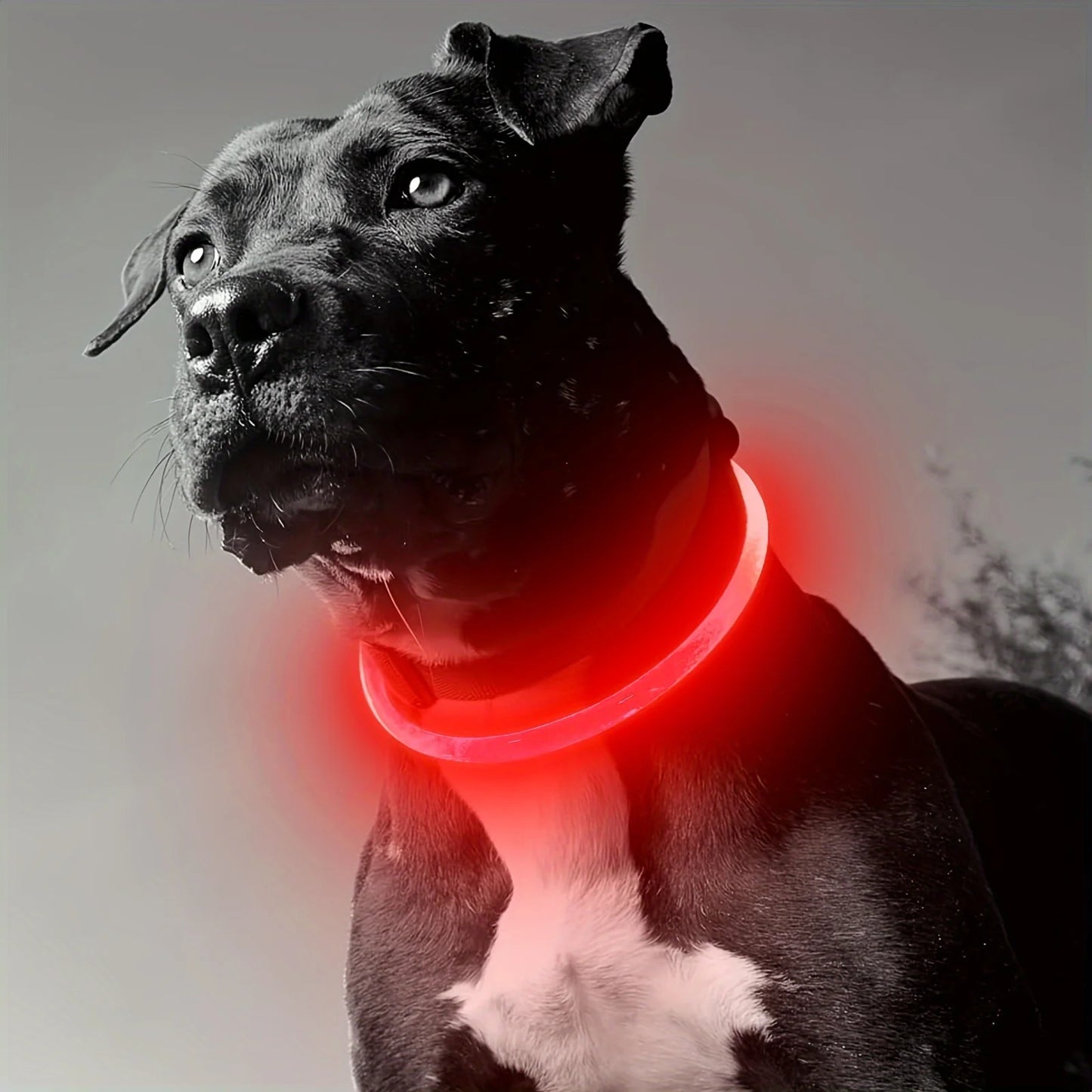 Wiederaufladbares LED Hundehalsband – Leuchtendes, Sicherheitsoptimiertes Halsband gegen Verlust für Ihren Hund